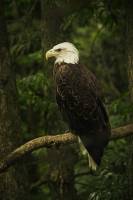 Elie POUYANNE - DIRECTED BY ELIE